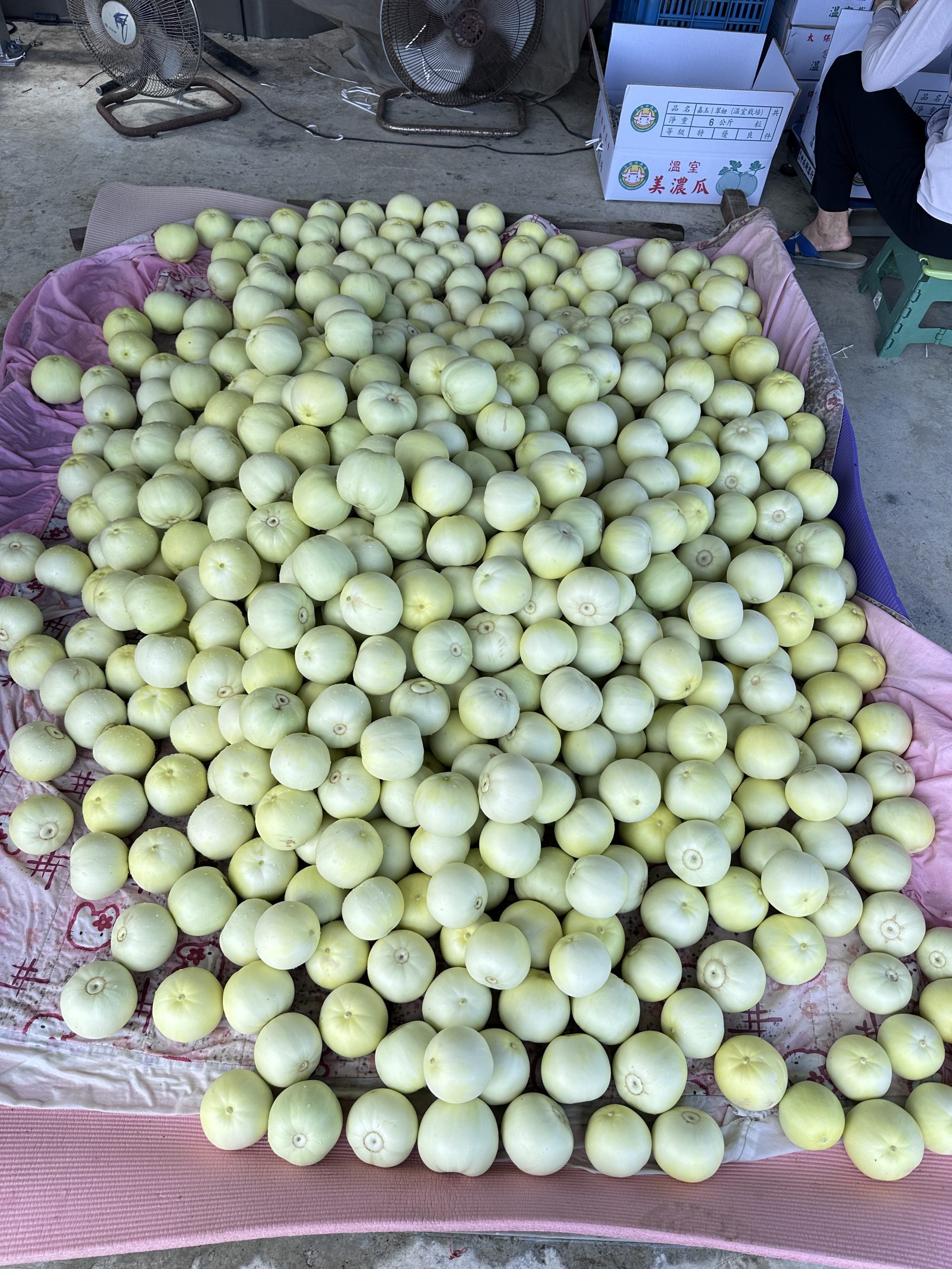 498溫室田園:圖片 3