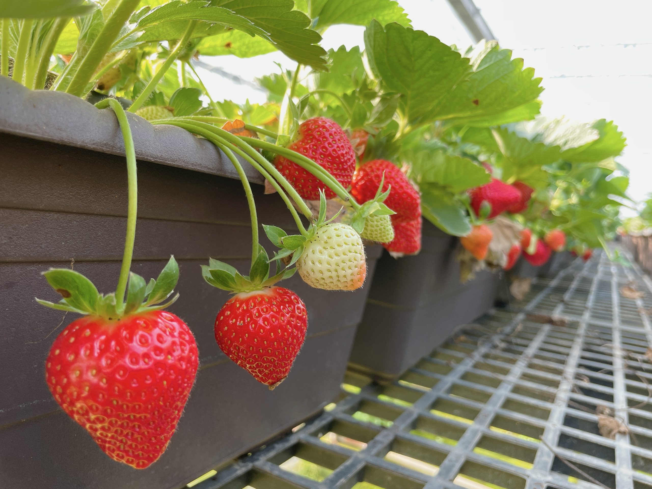 沁霖觀光農園:圖片 3