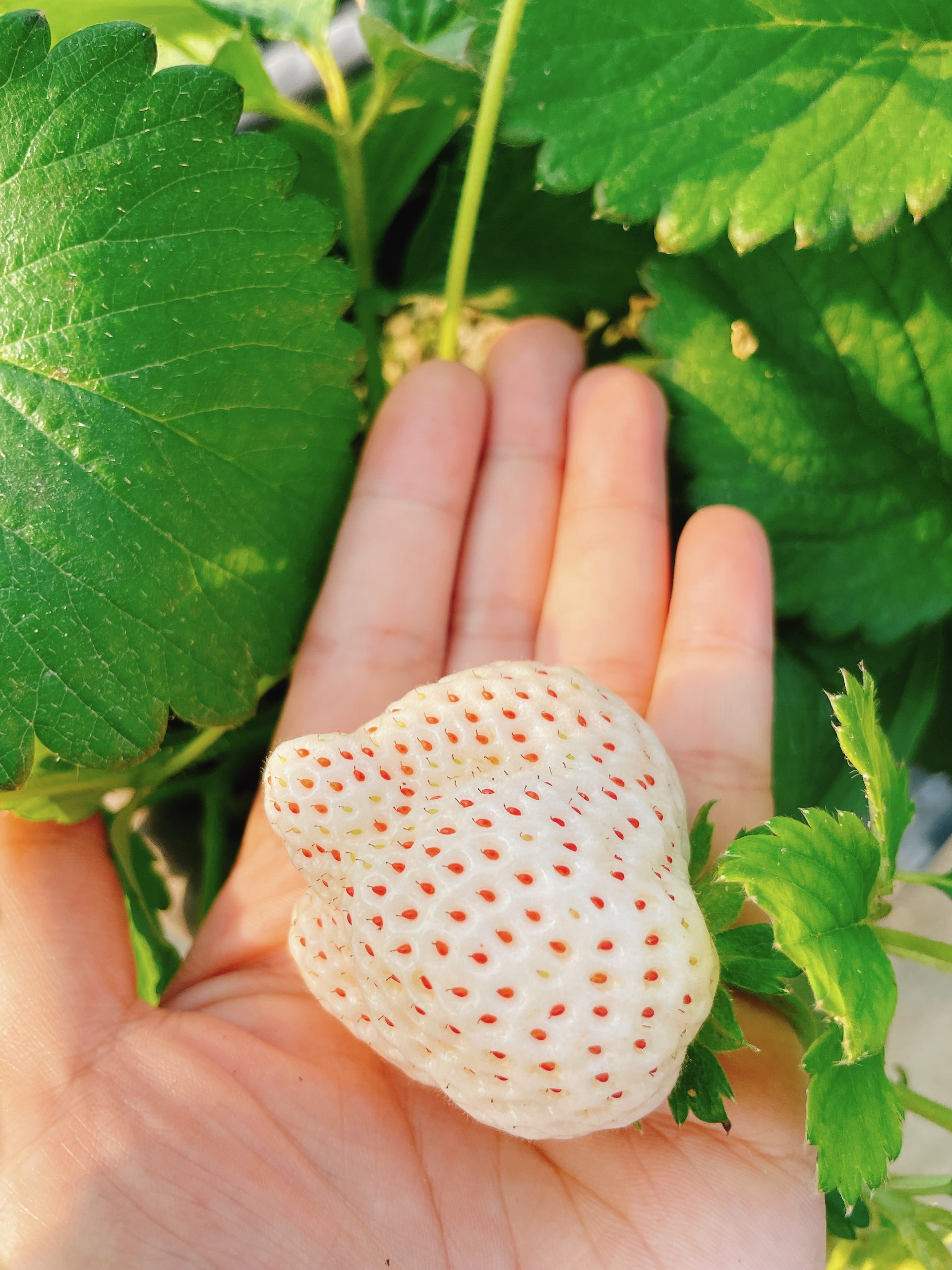 沁霖觀光農園:圖片 5