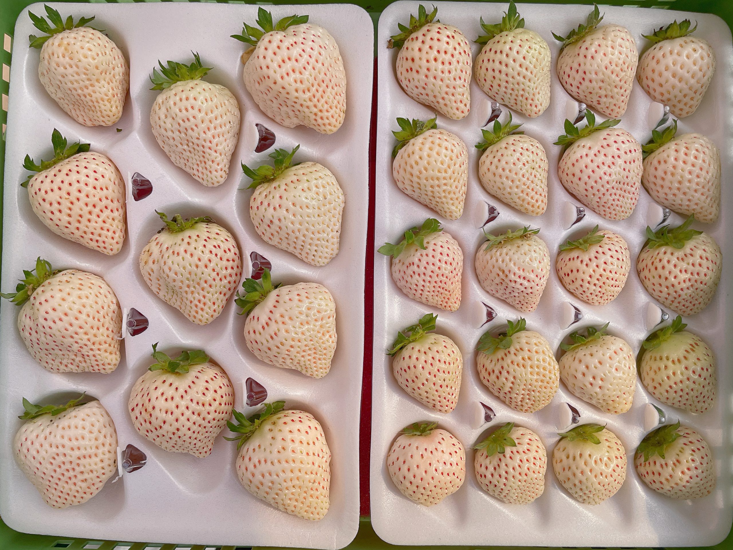 沁霖觀光農園:圖片 8