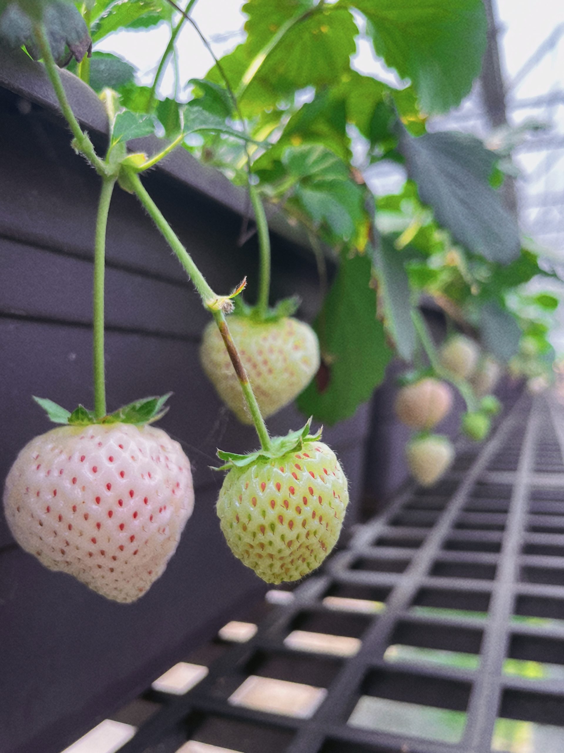 沁霖觀光農園:圖片 9