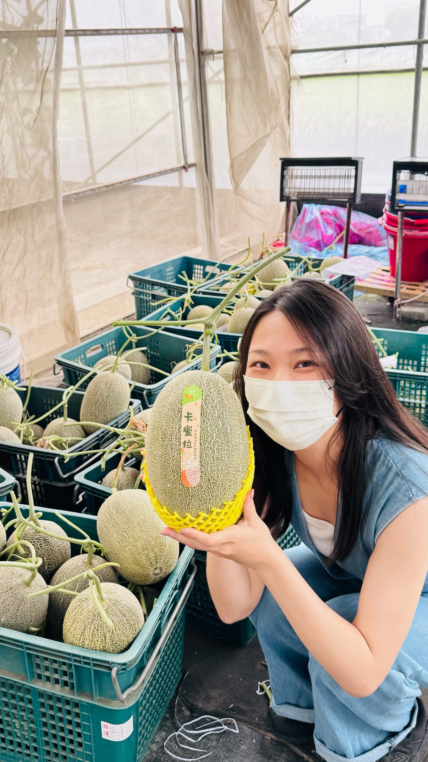 498溫室田園:圖片 5