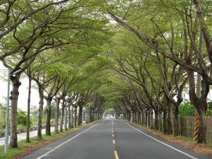 小葉欖仁綠色隧道