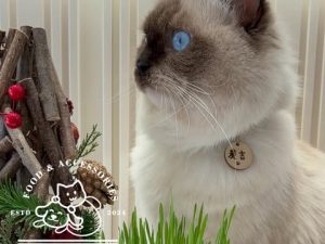 飼食事寵物選品