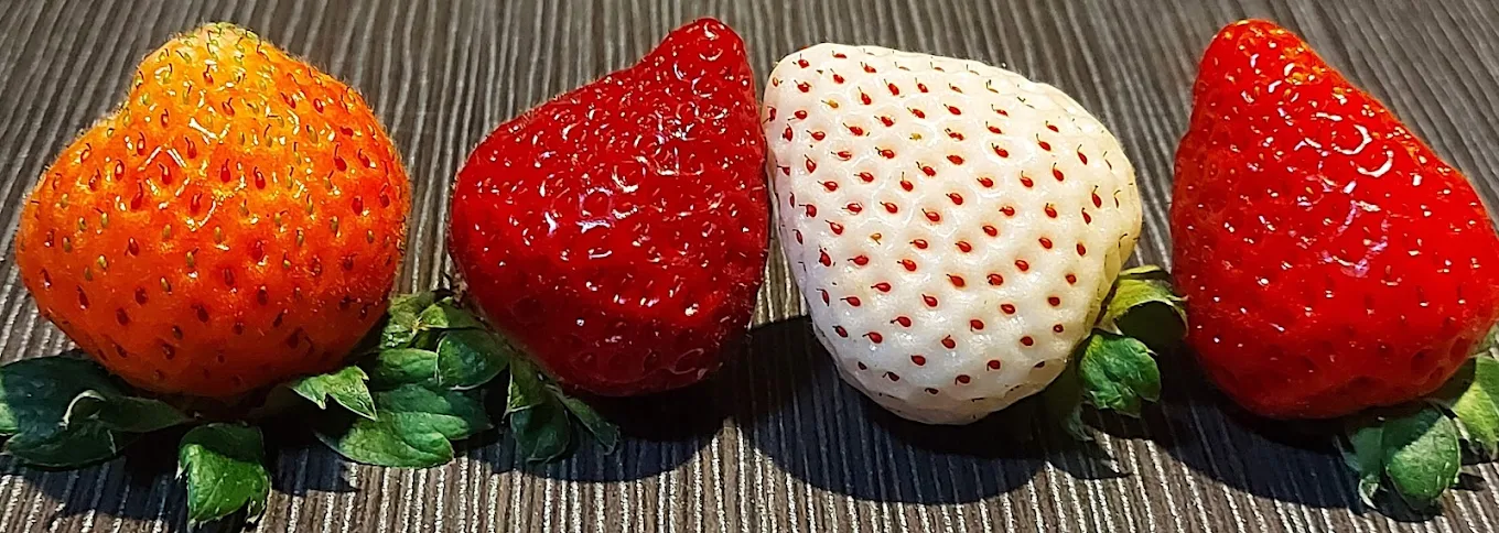 陳心橙意農家:圖片 2