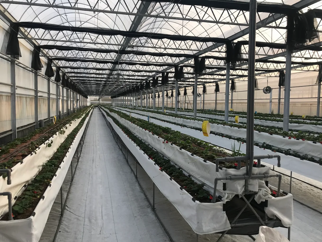 陳心橙意農家:圖片 4