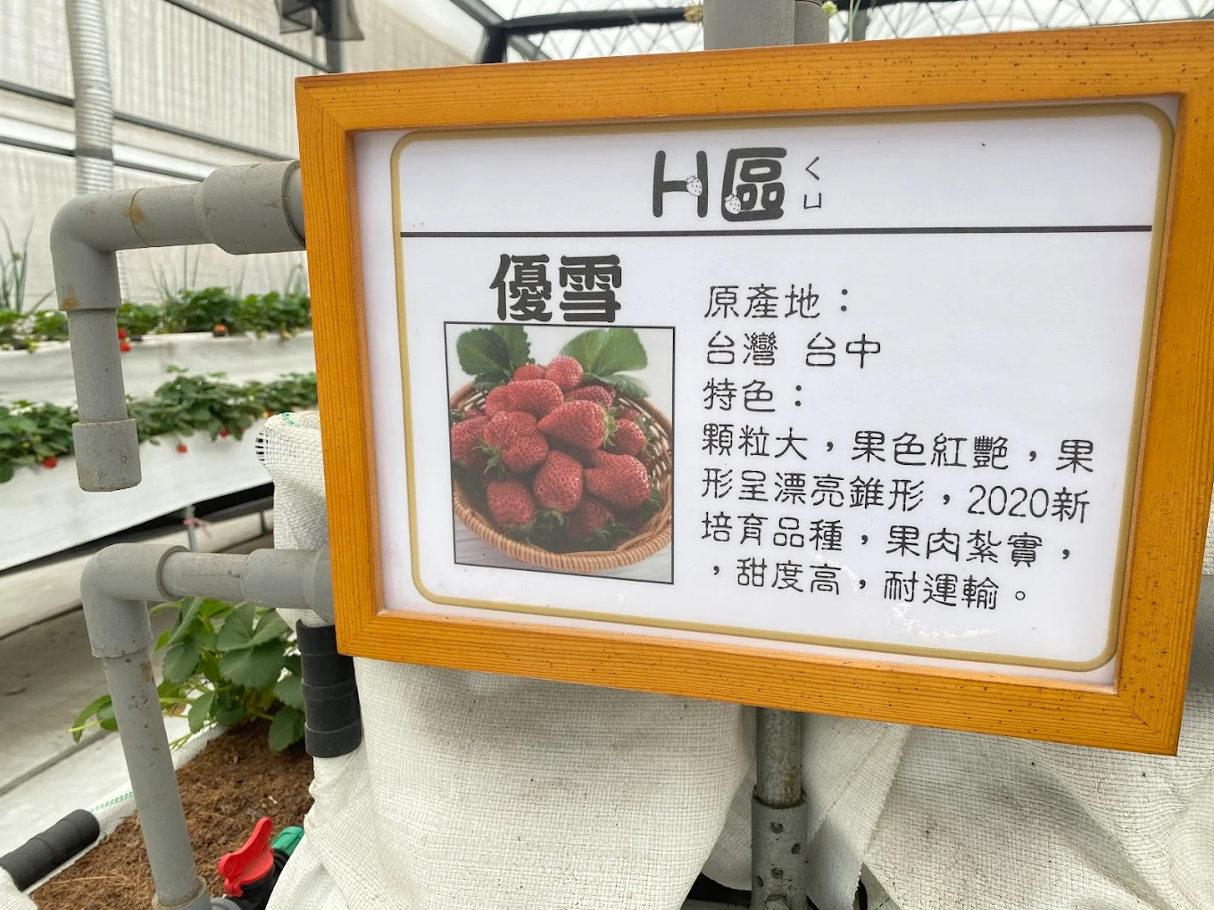 陳心橙意農家:圖片 6