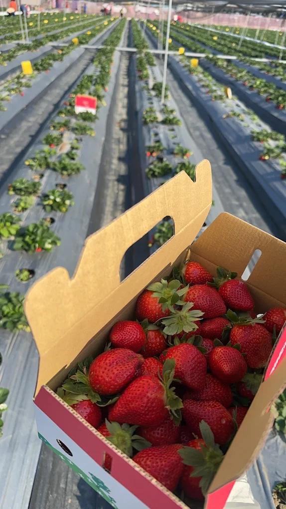 陳心橙意農家:圖片 7