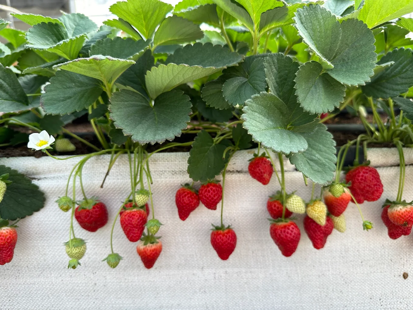 陳心橙意農家:圖片 3