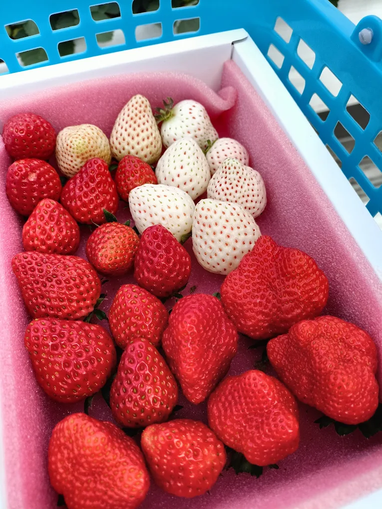 陳心橙意農家:圖片 8