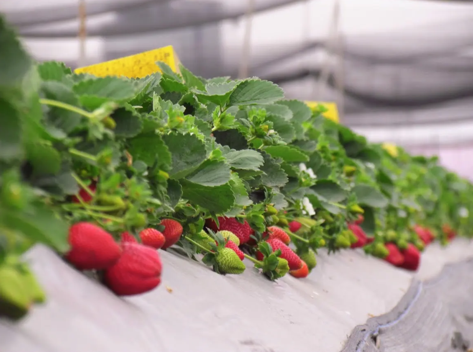 陳心橙意農家:圖片 9